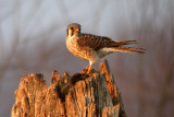 American Kestrel