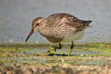 Pectoral Sandpiper