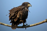 Bald Eagle (juvenile)