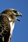Red-tailed Hawk