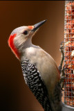 Red-bellied Woodpecker