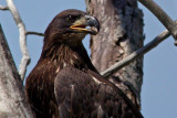 Bald Eagle (juvenile)
