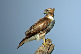 Red-tailed Hawk