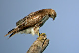 Red-tailed Hawk