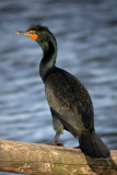 Double-crested Cormorant