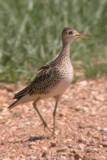 Upland Sandpiper