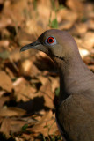 White-winged Dove