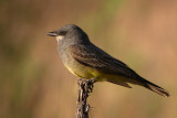 Cassins Kingbird