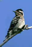 Ladder-backed Woodpecker