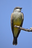 Cassins Kingbird