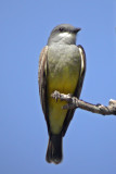 Cassin's Kingbird