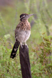 Greater Roadrunner