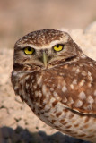 Burrowing Owl