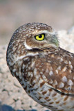 Burrowing Owl