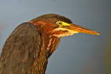 Green Heron