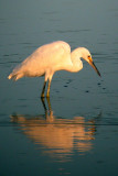 Snowy Egret