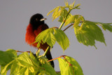 Orchard Oriole