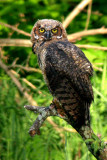 Great Horned Owl