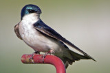 Tree Swallow