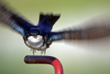 Tree Swallow