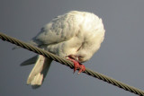 Feral Pigeon