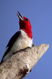 Red-headed Woodpecker