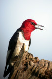 Red-headed Woodpecker