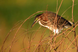 Green Heron