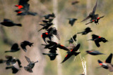 Red-winged Blackbird