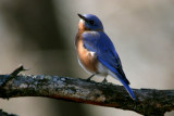 Eastern Bluebird