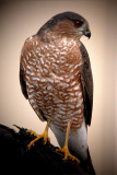 Sharp-shinned Hawk
