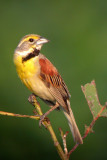 Dickcissel