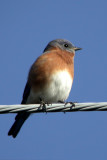 Eastern Bluebird