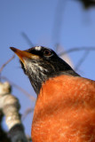 American Robin