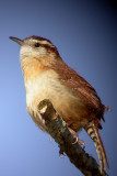Carolina Wren