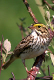 Savannah Sparrow