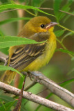 Yellow-breasted Chat