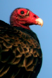 Turkey Vulture