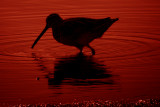 Common Snipe