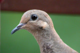 Mourning Dove