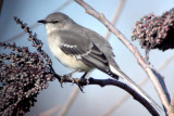 Northern Mockingbird