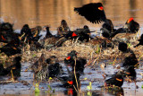 Red-winged Blackbird