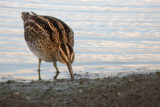 Common Snipe