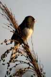 Dark-eyed Junco