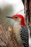 Red-bellied Woodpecker