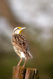 Eastern Meadowlark