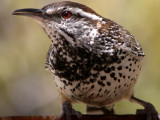 Cactus Wren