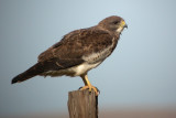 Swainson's Hawk