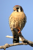 American Kestrel