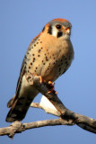 American Kestrel